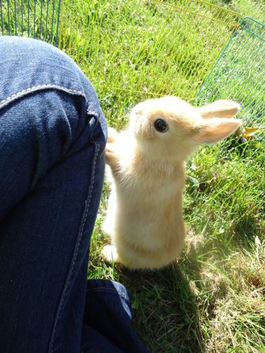 Bunny with its paws on human's knee