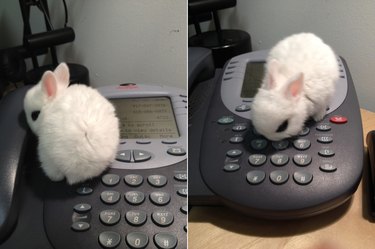 Tiny bunny sitting on an office telephone