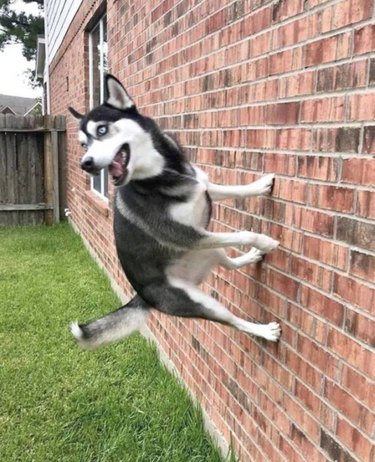 Dog is standing on a brick wall. Like, where is gravity?