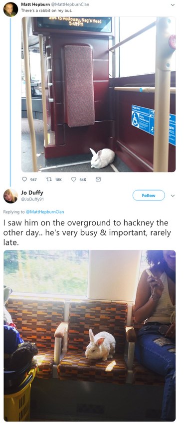 Rabbit on a bus