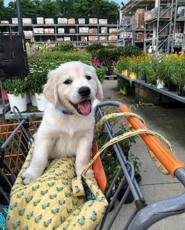 Cute puppy at Home Depot