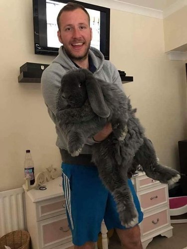 Human holding enormous gray rabbit