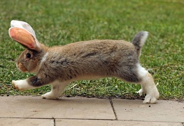 Rabbit walking purposefully