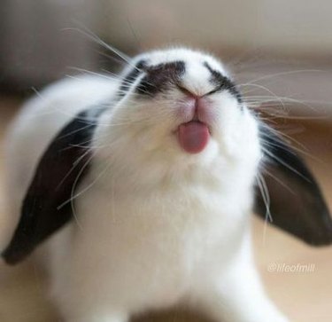 Rabbit sticking out its tongue