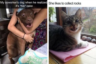 funny and wholesome pet memes