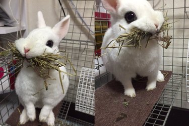 Rabbit with its mouth full of hay