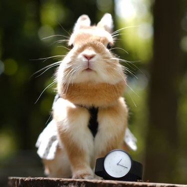 Rabbit posing with a watch