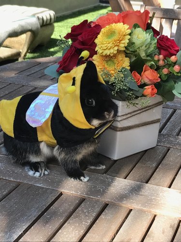 Rabbit dressed in a bumblebee costume