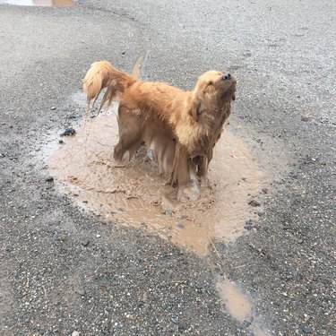 17 absolutely filthy golden retrievers and labradors