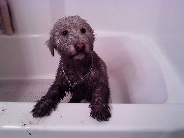 17 absolutely filthy golden retrievers and labradors