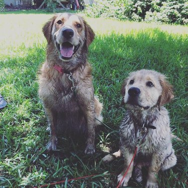 17 absolutely filthy golden retrievers and labradors