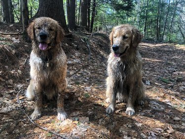 17 absolutely filthy golden retrievers and labradors