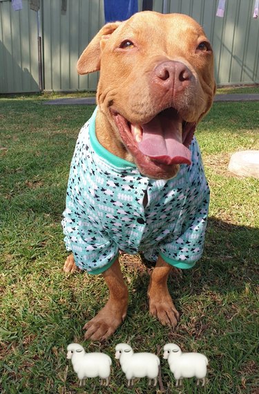 22 *More* Dogs In Pajamas Who Are Crushing Coziness Goals