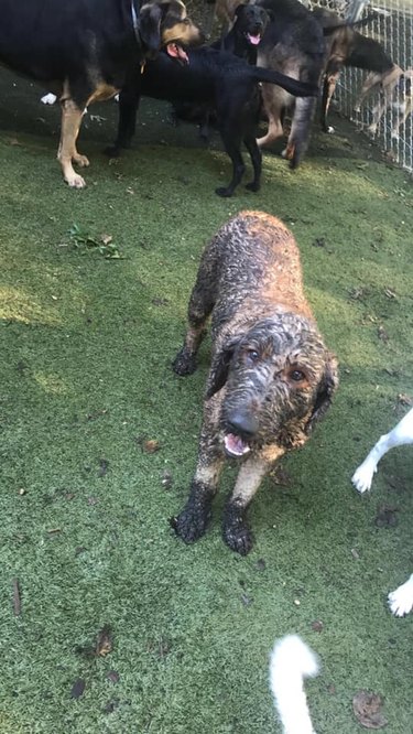 17 absolutely filthy golden retrievers and labradors