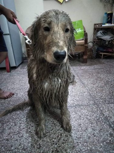 17 absolutely filthy golden retrievers and labradors