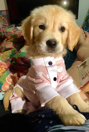 22 *More* Dogs In Pajamas Who Are Crushing Coziness Goals