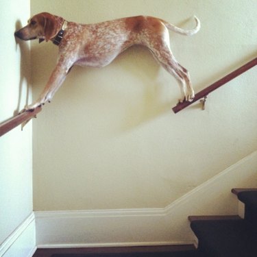 Dogs Who Aren't Here to Meet Your Expectations