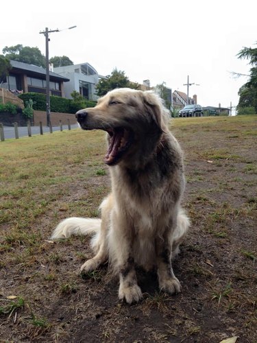 17 absolutely filthy golden retrievers and labradors