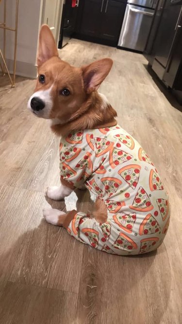 22 *More* Dogs In Pajamas Who Are Crushing Coziness Goals