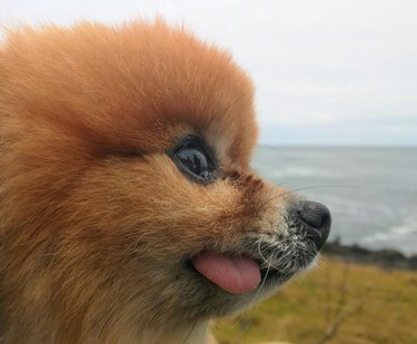 Pomeranian with its tongue sticking out.
