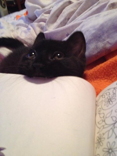 Kitten biting book