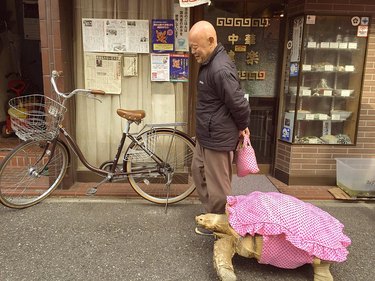 Tortoise in a pink outfit walking next to man holding a matching pink tote bag.