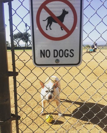 Dog plays fetch behind dogs prohibited sign