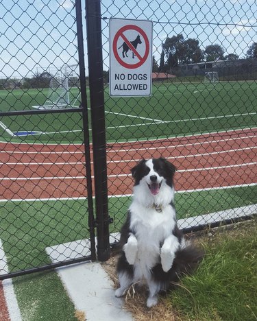 dog stands on hind legs in front of no dogs allowed sign