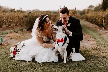 aussie cattle dog in tux at wedding