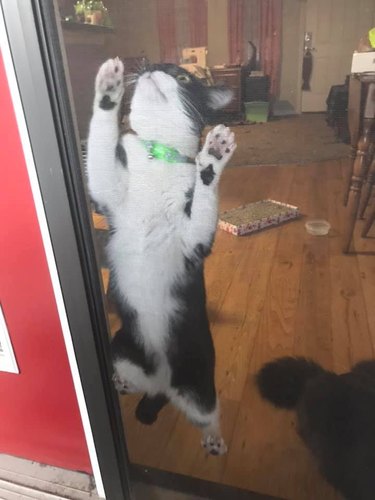 cat crawls up screen door