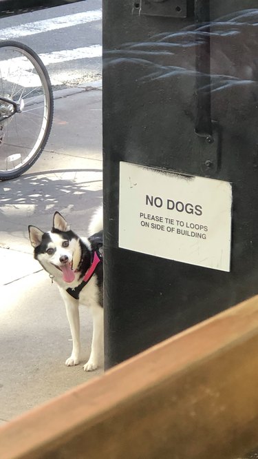 husky dog pictured next to no dogs allowed sign
