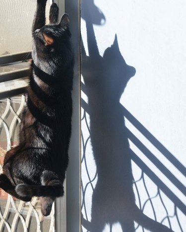 cat climbs screen door to chase shadow.