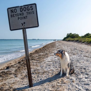 unimpressed dog poses next to no dogs beyond this point sign on beach