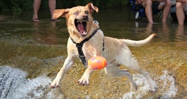 Dog chasing a ball with its mouth open.