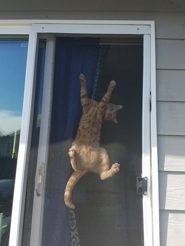 cat stuck on sliding screen door.