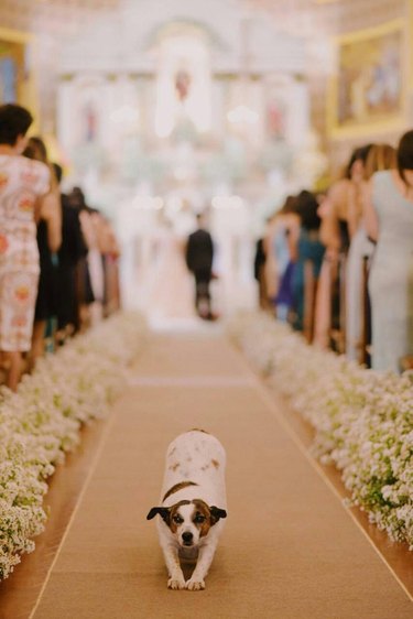 dog does a stretch at wedding