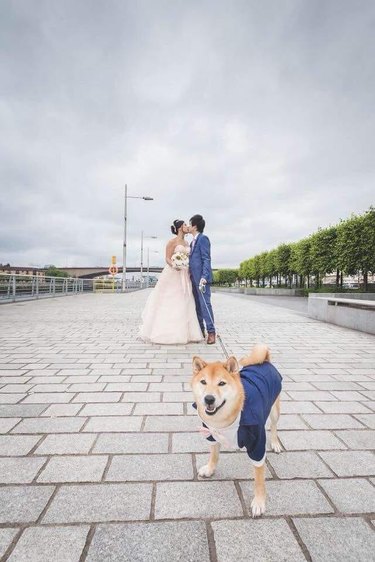 shiba inu poses in suit with bride and groom