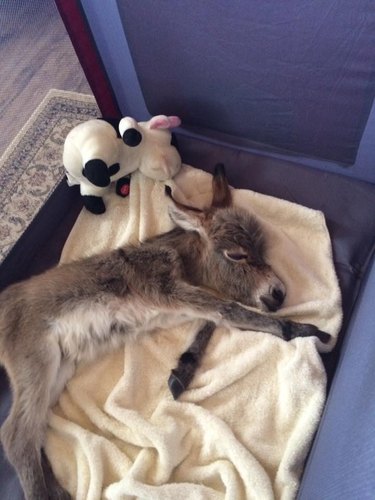 Miniature donkey sleeping in a dog bed.