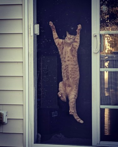 cat climbs screen door