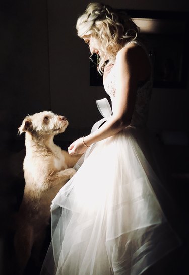 dog locks eyes with bride at wedding