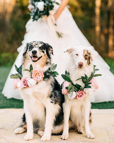 pups in flower crowns at wedding