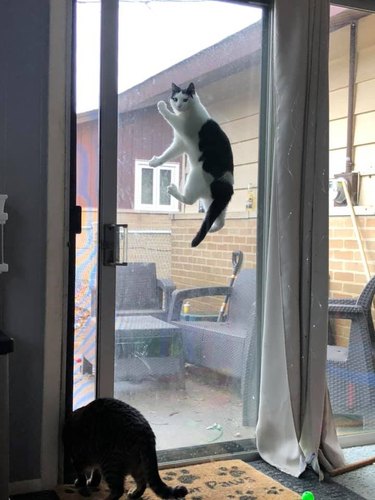 cat stuck between sliding door and screen door.