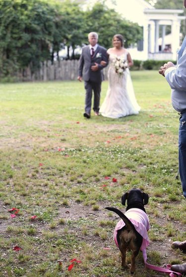 wedding dog watches as father walks bride down aisle