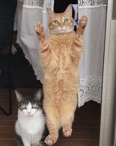 orange tabby stuck on screen door.