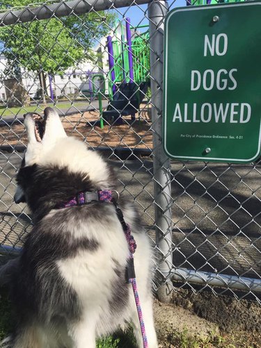 Dog howls in protest in front of no dogs allowed sign