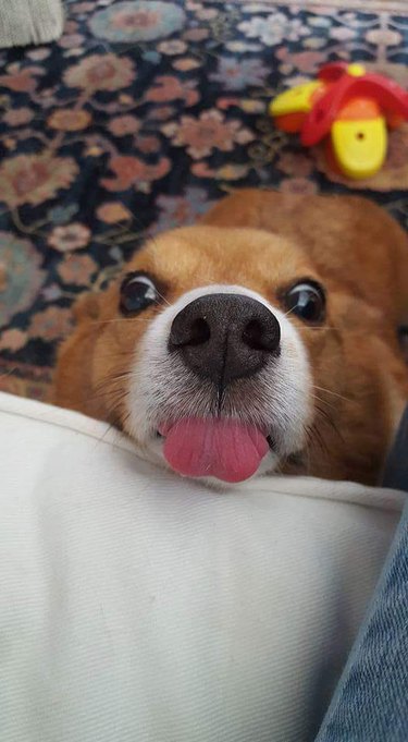 Corgi with its tongue sticking out.