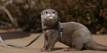 Otter wearing a harness and leash.