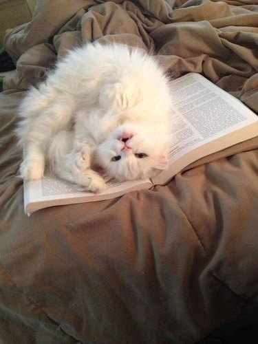 Cat rolling around on book
