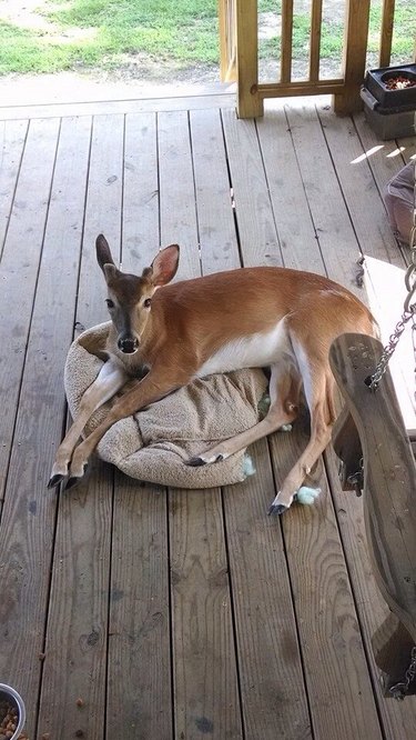 Deer laying on dog bed.