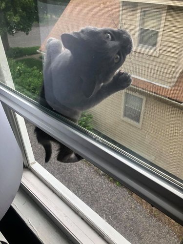cat climbs window screen